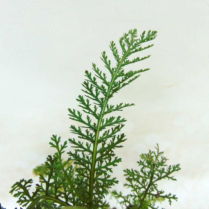 Achillée millefolium Lilac Beauty (Foliage)