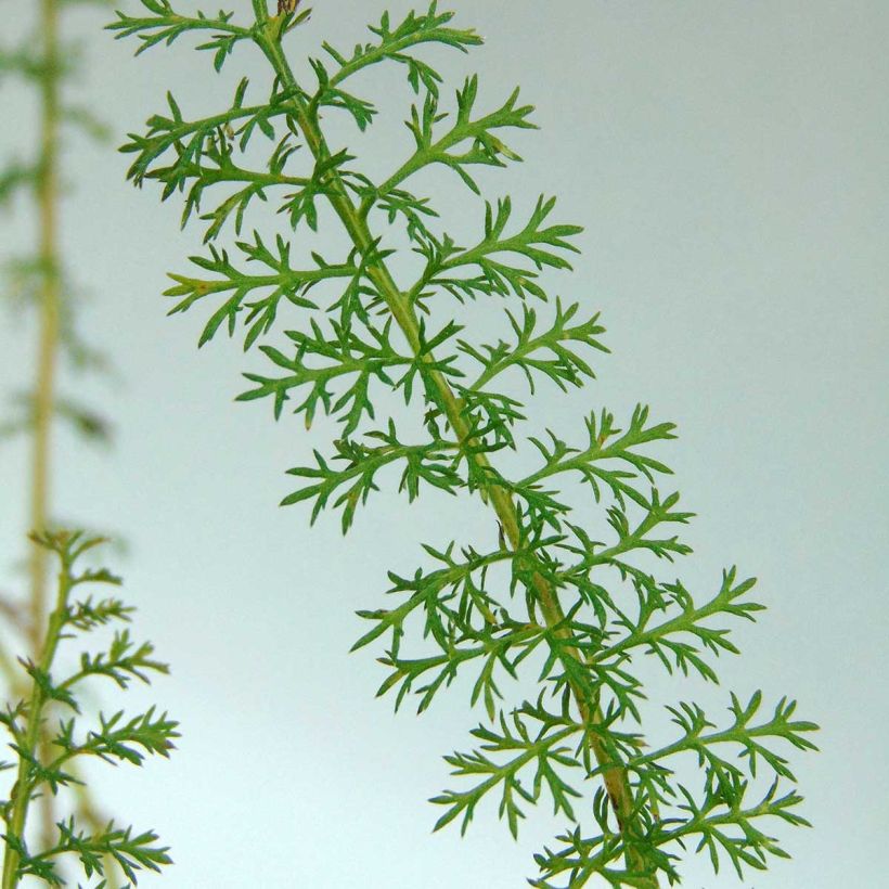 Achillée millefolium Petra (Foliage)