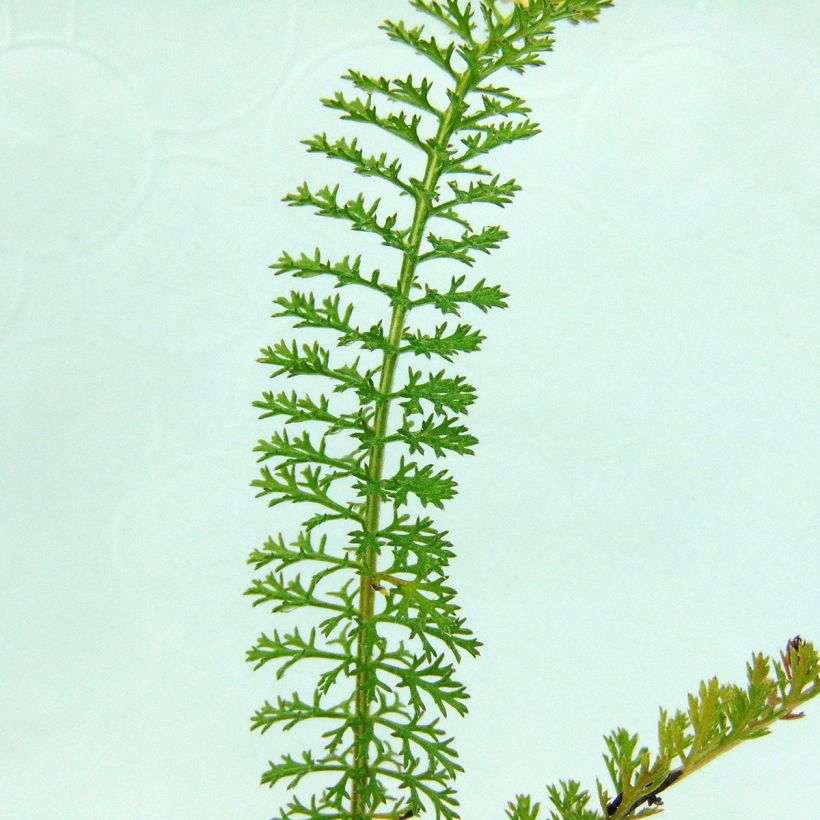 Achillée millefolium Summer Pastels (Foliage)