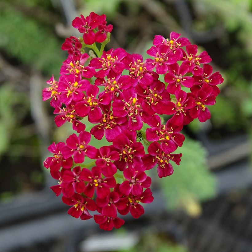 Achillée millefolium Summerwine (Flowering)