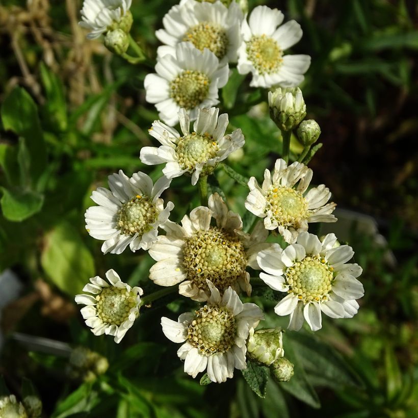 Achillée ptarmica Nana Compacta (Flowering)
