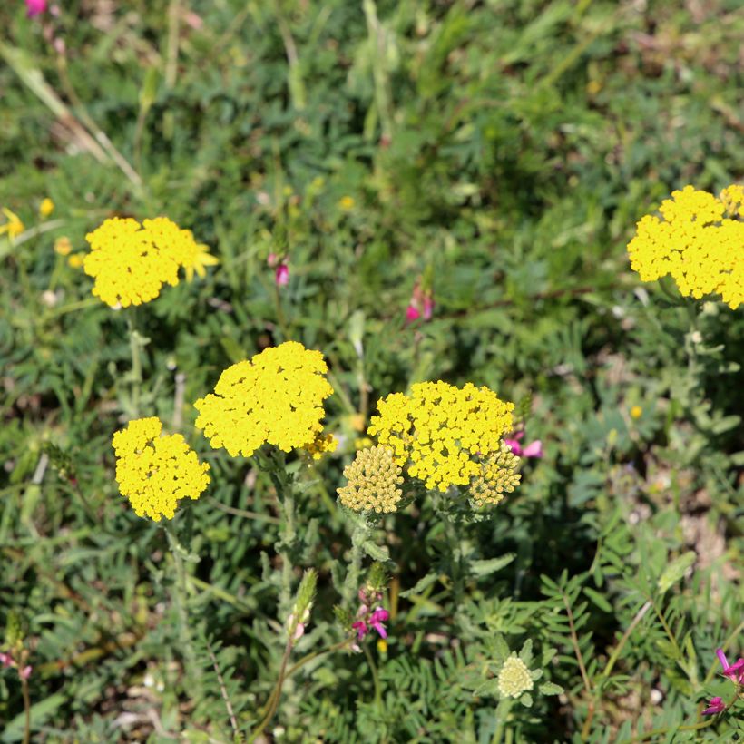 Achillée tomentosa - Herbe à dinde (Plant habit)
