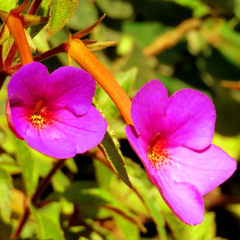 Achimenes Rose (Flowering)