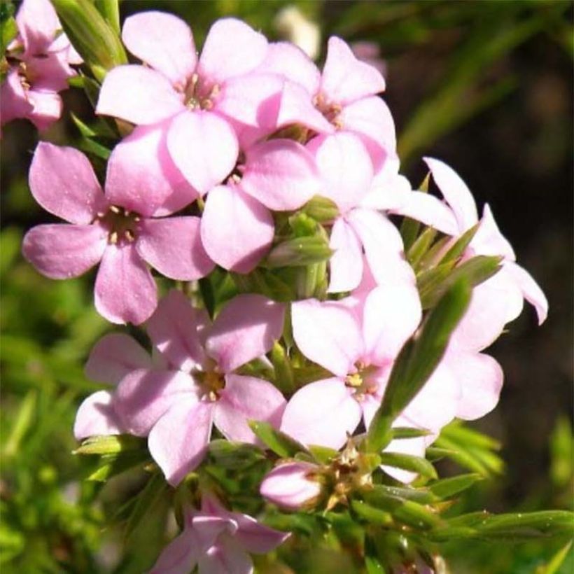 Acmadenia alternifolia (Flowering)