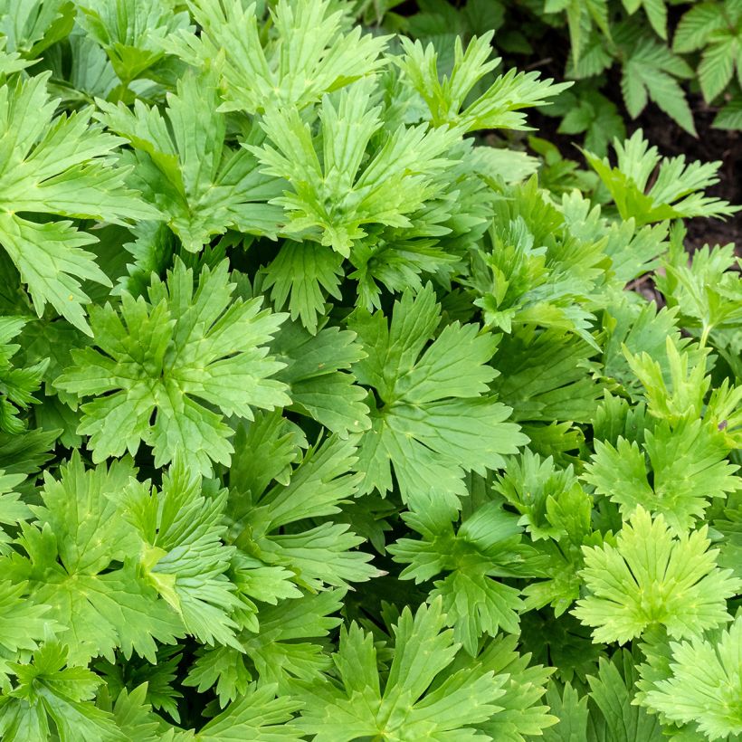 Aconit, Aconitum lycoctonum ssp. neapolitanum (Foliage)