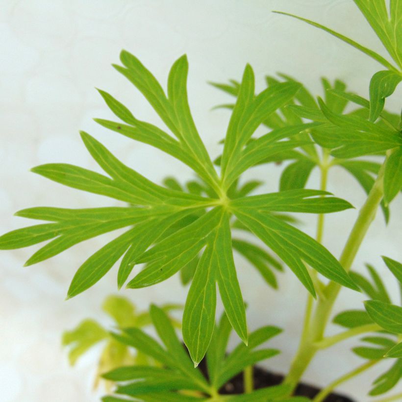 Aconit blanc - Aconitum napellus Schneewittchen (Foliage)