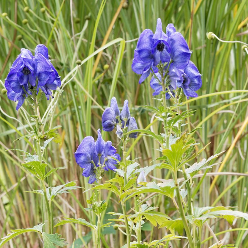 Aconit de Fischer - Aconitum fischeri (Plant habit)