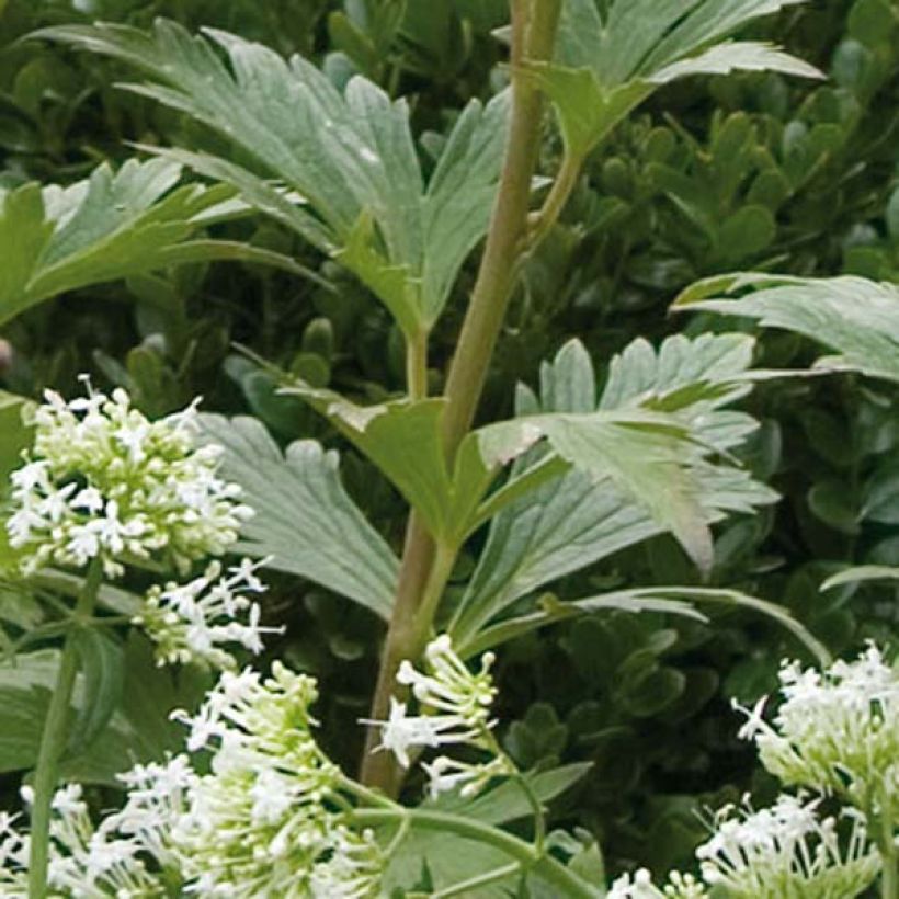 Aconit carmichaelii Arendsii - Casque de Jupiter (Foliage)