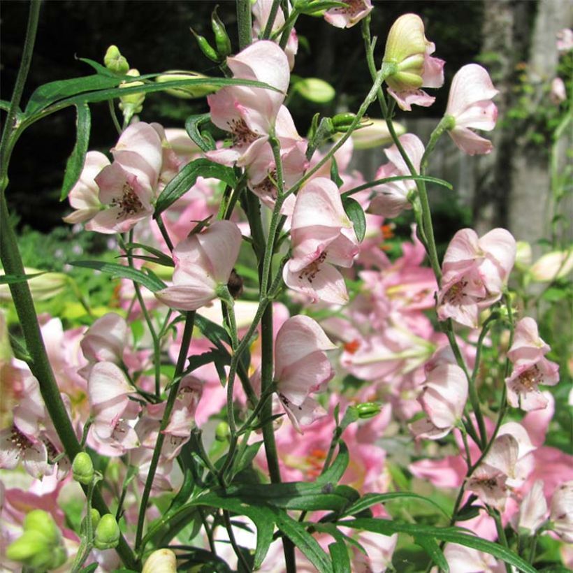 Aconit Pink Sensation - Aconitum Pink Sensation (Flowering)