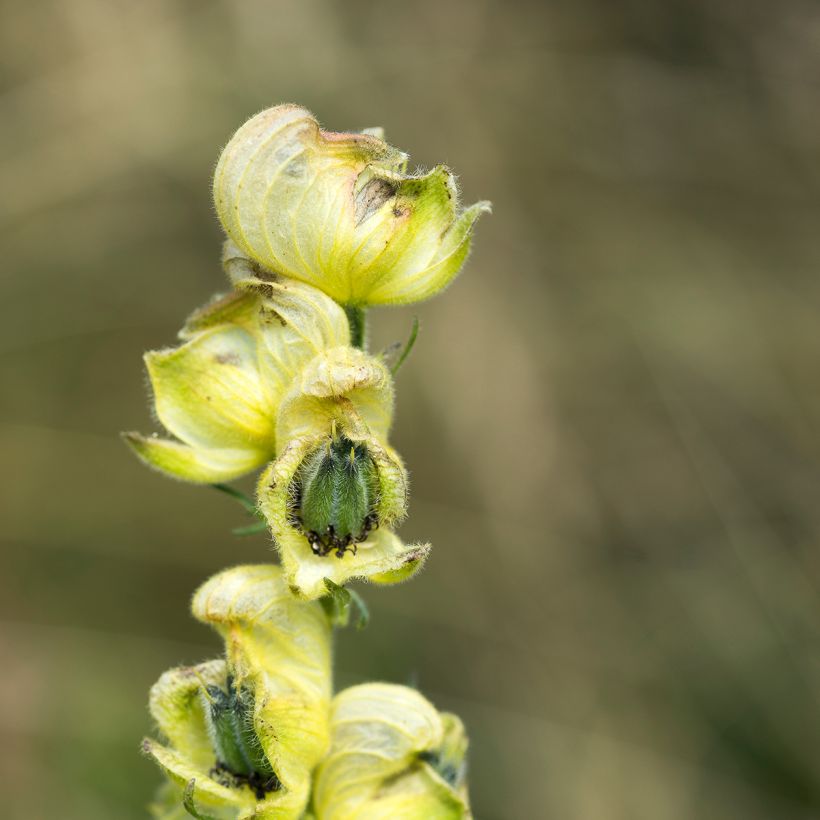Aconitum anthora - Aconit anthore (Flowering)