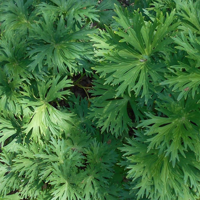 Aconit de Lamarck - Aconitum lamarckii (Foliage)