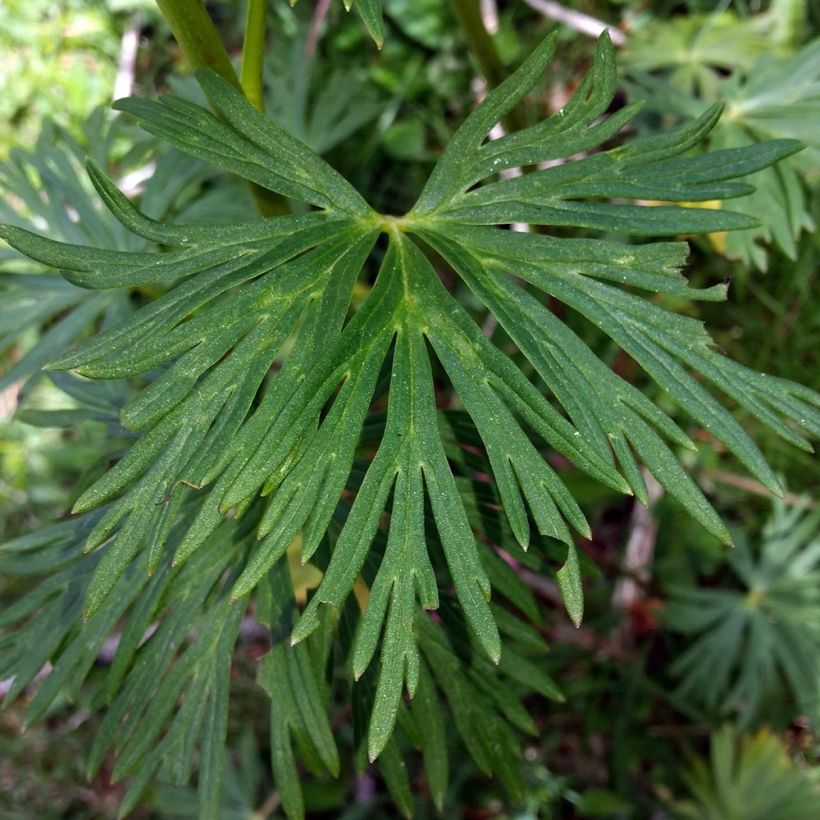 Aconit - Casque de Jupiter Rubellum (Foliage)