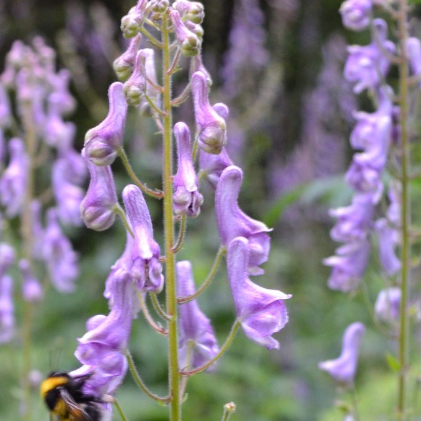 Aconit, Aconitum scaposum (Flowering)