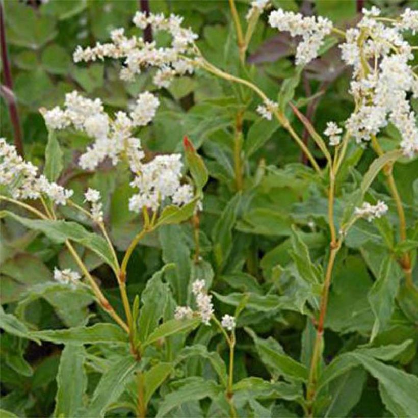Persicaire, Renouée kahil - Aconogonon tortuosum var. glabrifolium (Flowering)