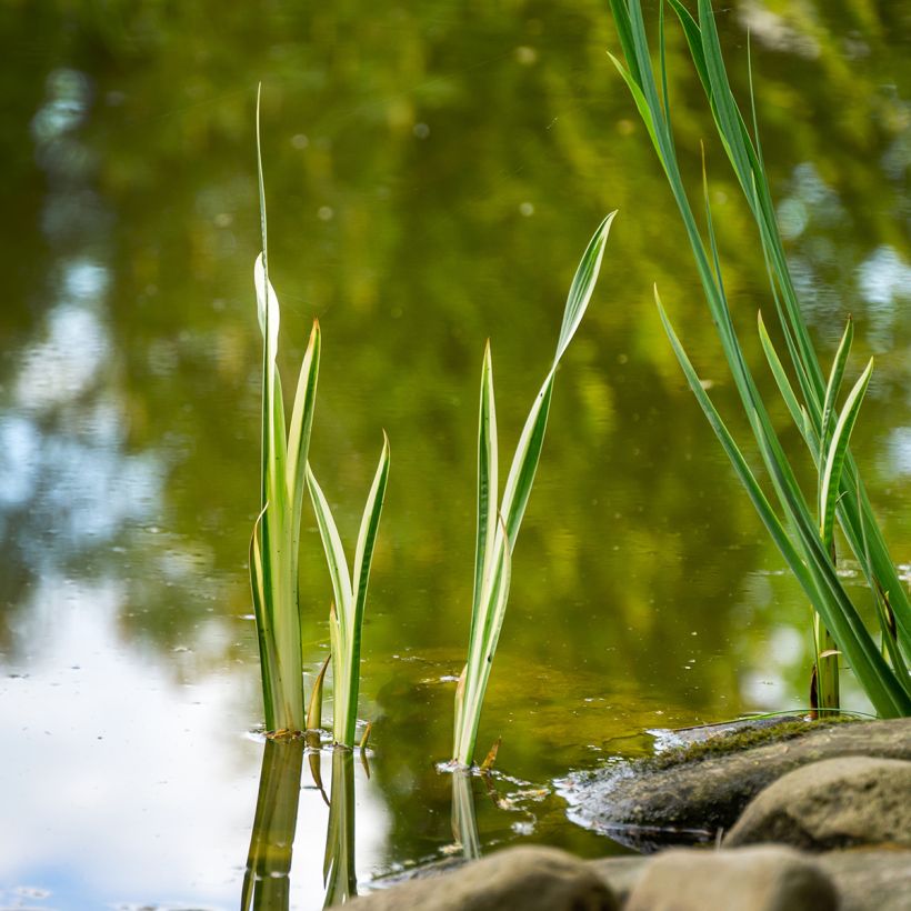 Acorus calamus Variegatus - Calame panaché (Plant habit)