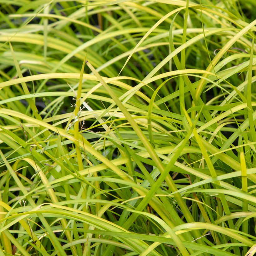 Acorus gramineus - Acore, jonc japonais (Foliage)
