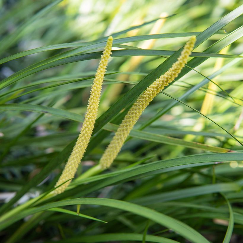 Acorus gramineus - Acore, jonc japonais (Flowering)