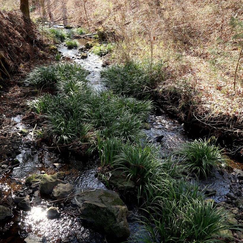 Acorus gramineus - Acore, jonc japonais (Plant habit)