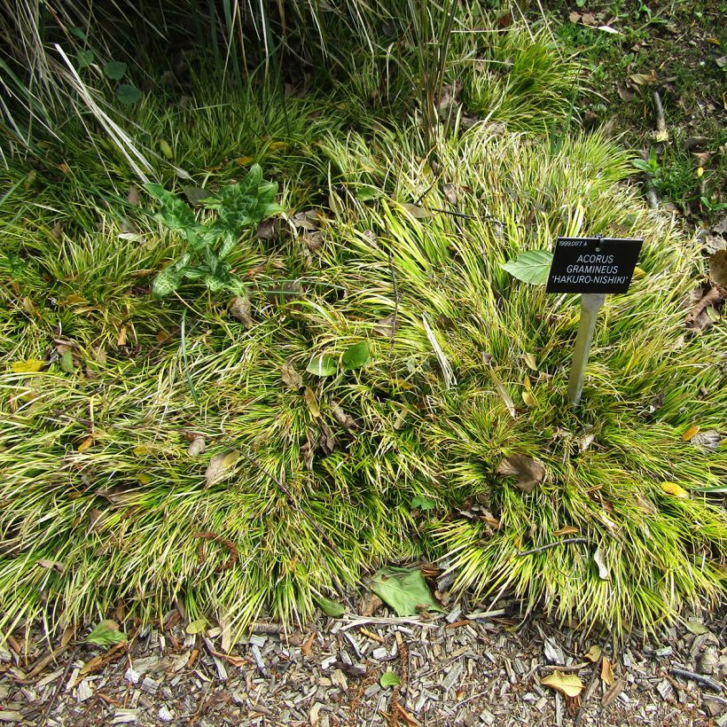 Acorus gramineus Hakuro Nishiki - Jonc japonais doré (Plant habit)