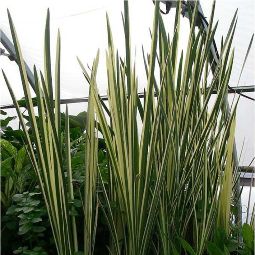 Acorus gramineus Variegata - Jonc japonais panaché (Foliage)