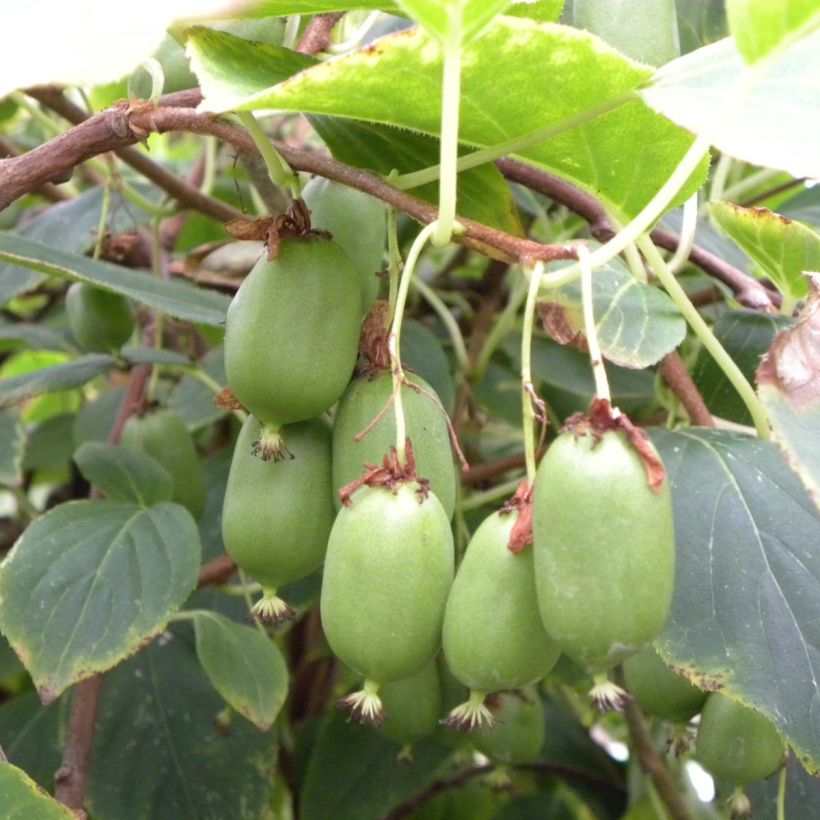 Kiwi arguta Issai (autofertile) - Kiwaï - Actinidia arguta (Harvest)
