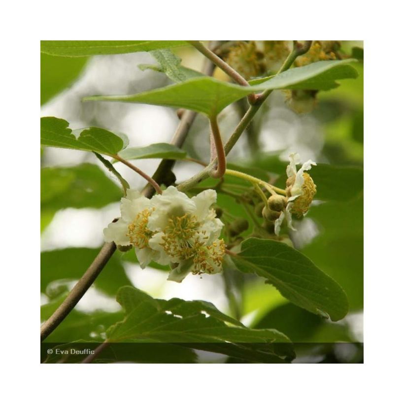 Kiwi mâle - Actinidia deliciosa Belen (Flowering)
