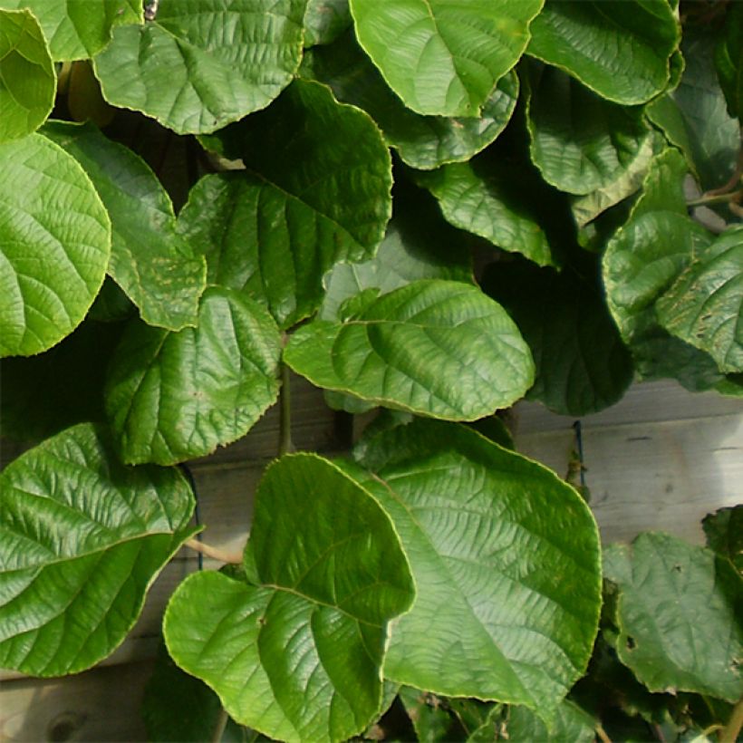 Kiwi Tomuri (mâle) - Actinidia deliciosa (Foliage)