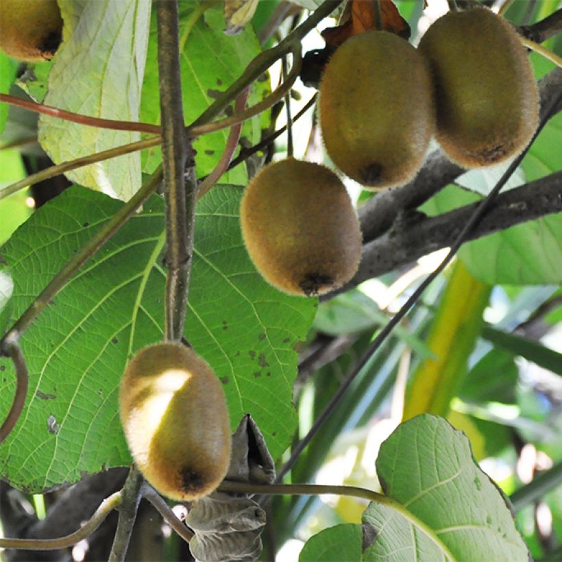 Kiwi Tomuri (mâle) - Actinidia deliciosa (Harvest)