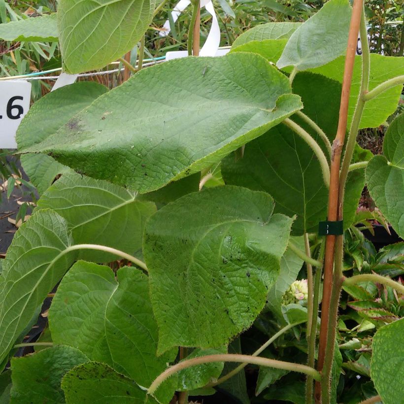 Kiwi - Actinidia deliciosa Kiwi Wonder (Foliage)