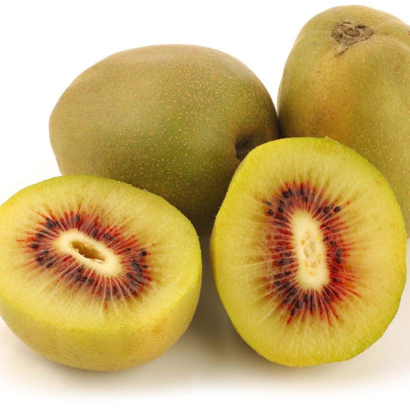 Kiwi - Actinidia deliciosa Kiwi Wonder (Harvest)