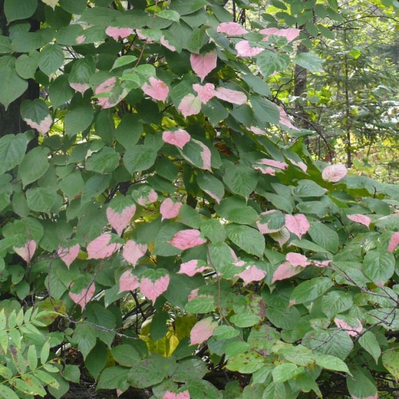 Actinidia kolomikta Adam - Kiwi d'ornement mâle (Foliage)