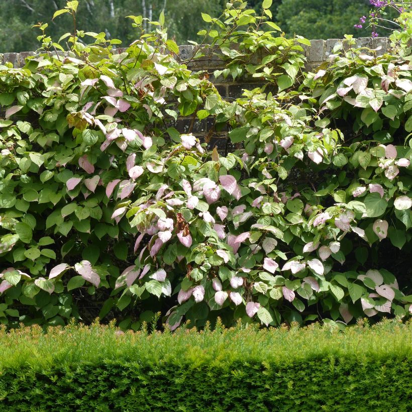 Actinidia kolomikta Adam - Kiwi d'ornement mâle (Plant habit)