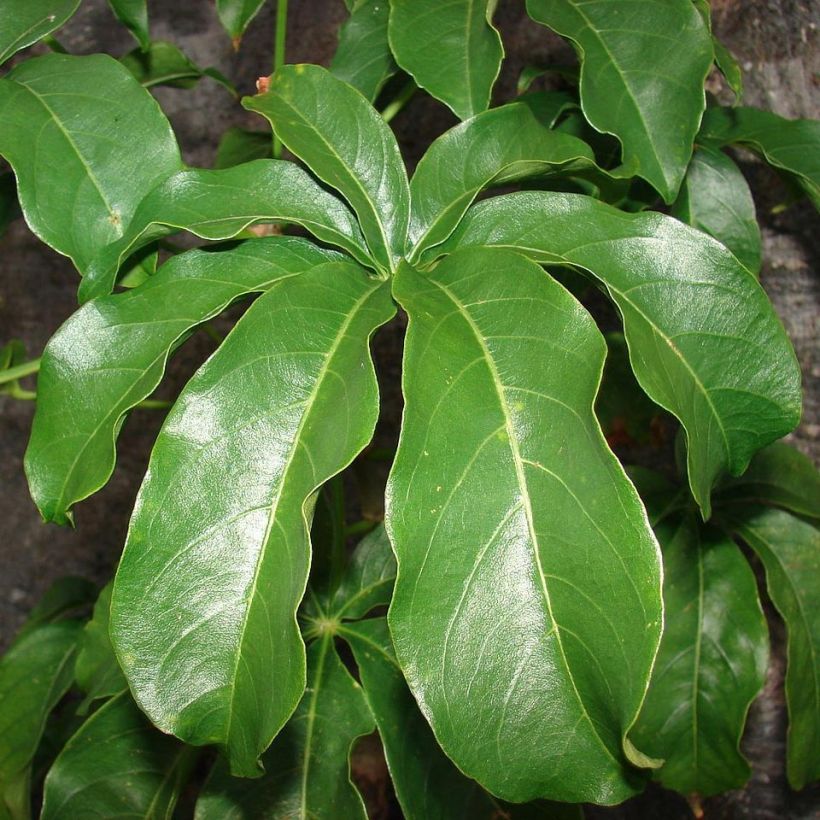 Adansonia digitata - Baobab africain (Foliage)