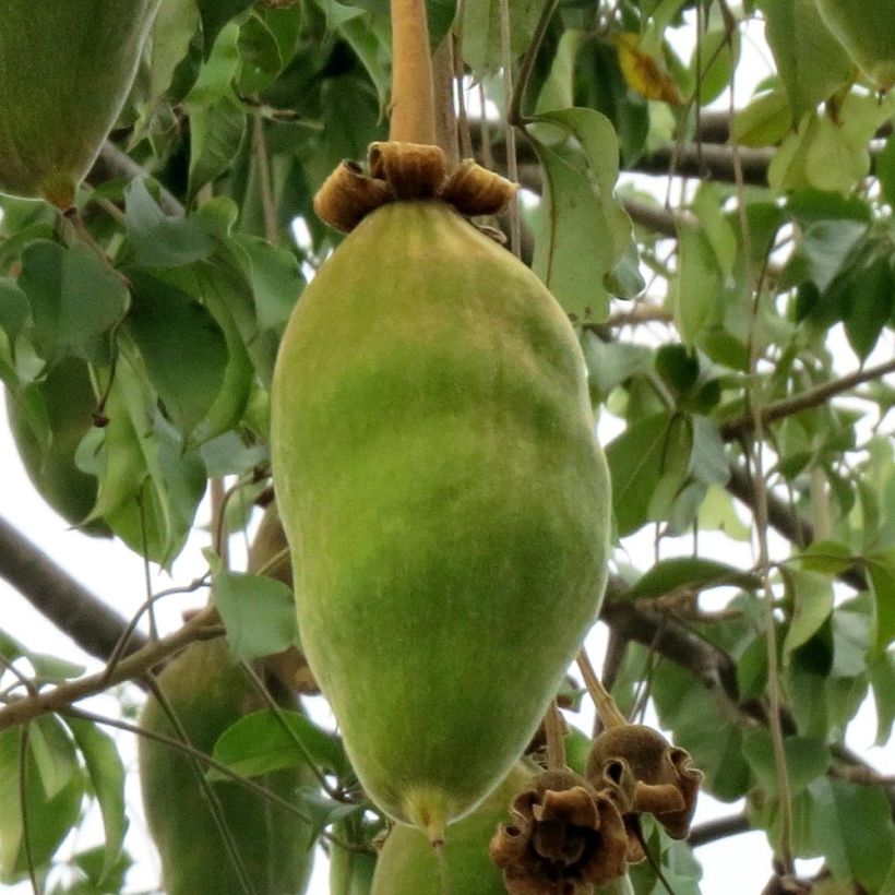 Adansonia grandidieri - Baobab de Madagascar (Harvest)