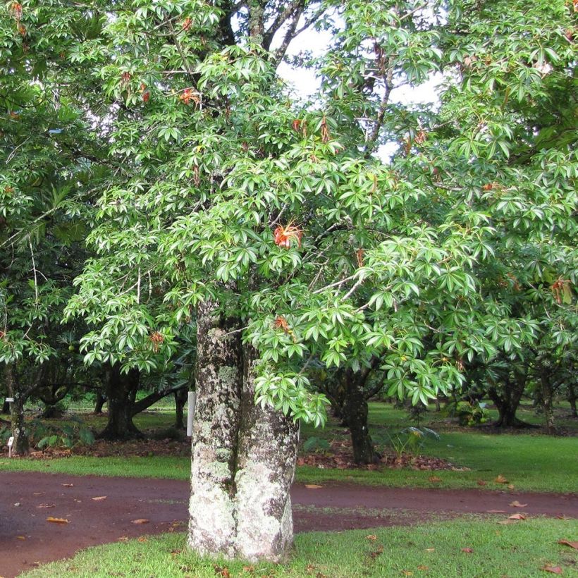 Adansonia madagascariensis - Baobab de Madagascar (Plant habit)