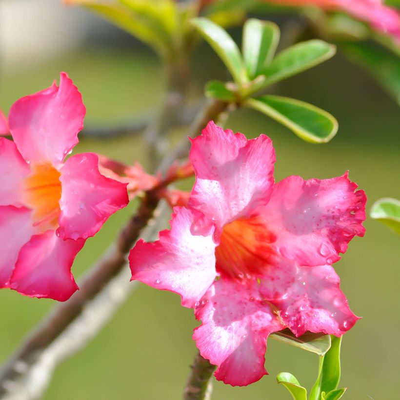 Adenium obesum - Rose du désert (Flowering)