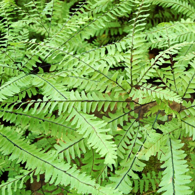 Adiantum aleuticum Imbricatum - Capillaire, Fougère (Foliage)