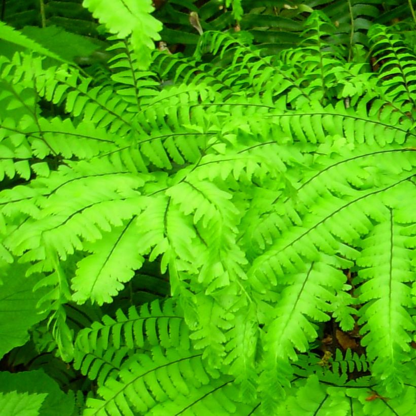 Adiantum aleuticum Miss Sharples - Capillaire, Fougère (Foliage)