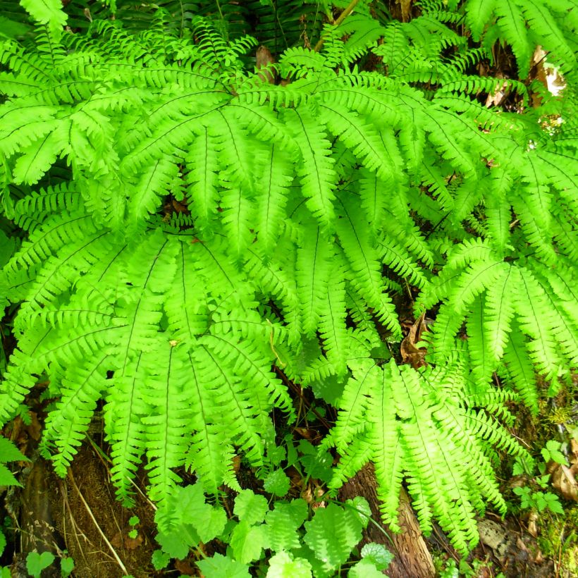 Adiantum aleuticum Miss Sharples - Capillaire, Fougère (Plant habit)