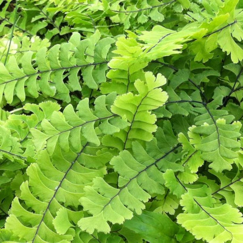 Adiantum pedatum Imbricatum - Fougère capillaire (Foliage)