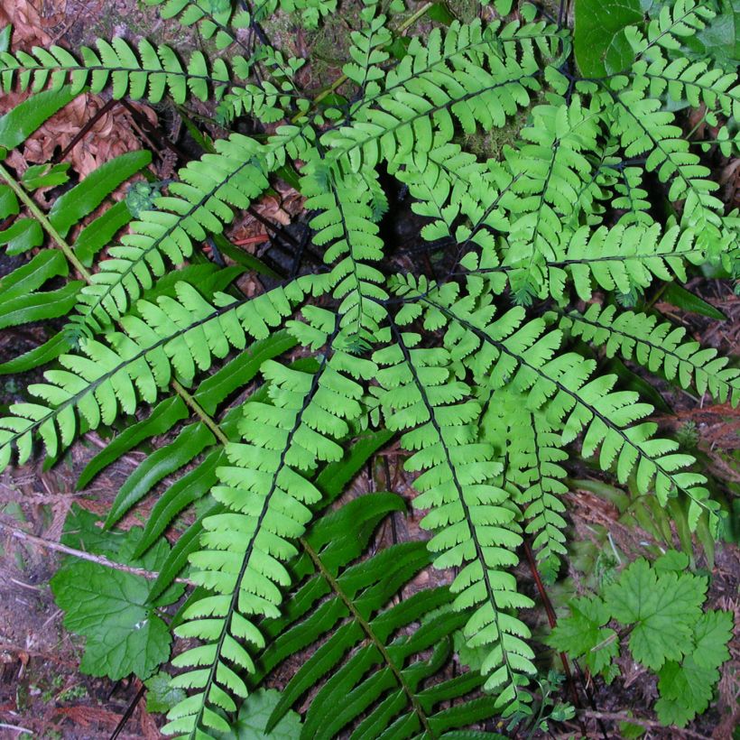 Adiantum pedatum - Capillaire du Canada, Fougère (Plant habit)