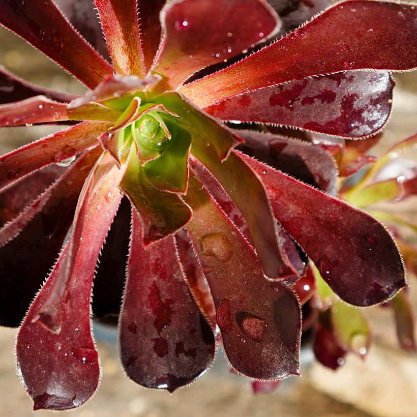 Aeonium arboreum Du Rozzen - Aéonium en arbre (Foliage)