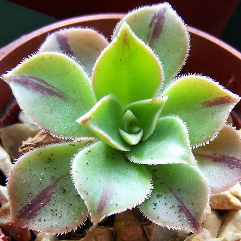 Aeonium leucoblepharum Yemen (Foliage)