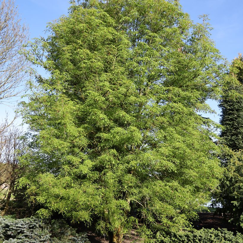 Aesculus Laciniata - Marronnier commun (Plant habit)