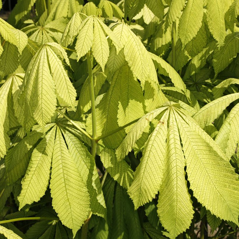 Aesculus hippocastanum Memmingeri - Marronnier commun (Foliage)