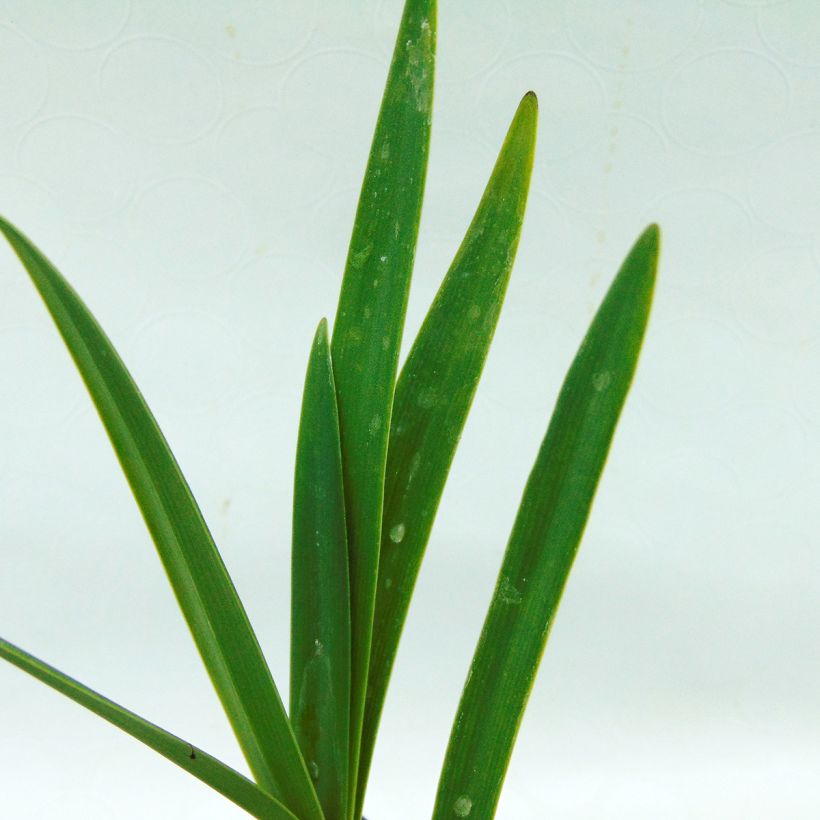 Agapanthe Back in Black (Foliage)