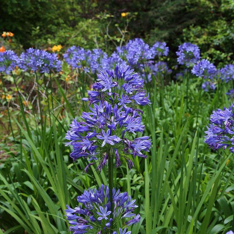 Agapanthe Bluestorm (Flowering)