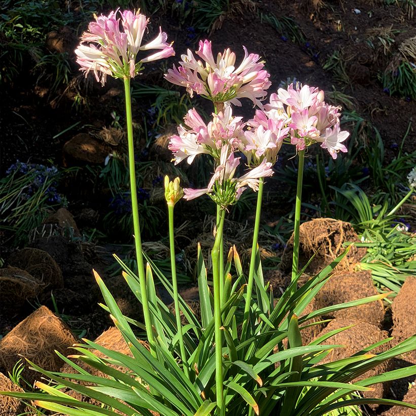 Agapanthe Blush Pink (Plant habit)