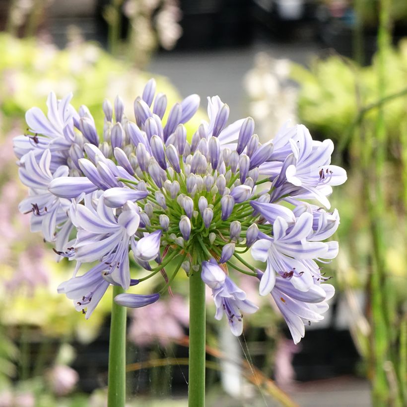 Agapanthe Full Moon (Flowering)