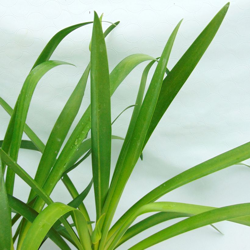 Agapanthe Graphite Blue (Foliage)